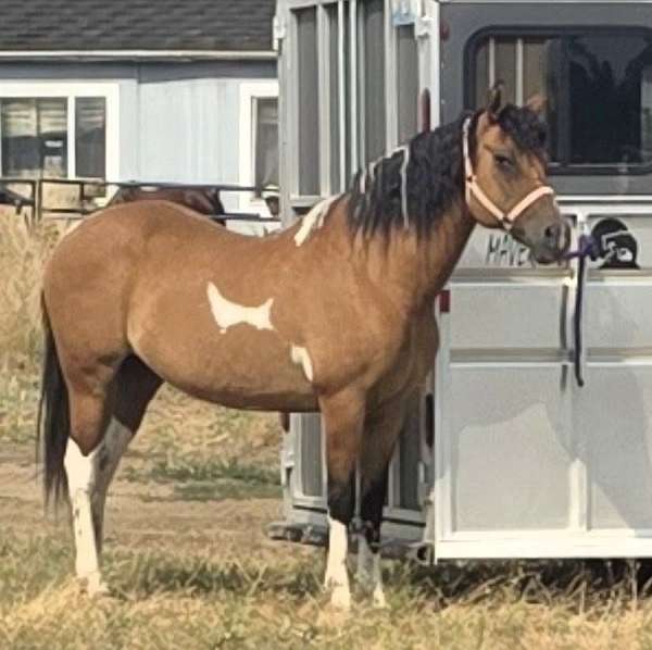 buckskin-aba-horse