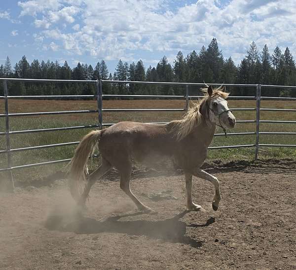 chestnut-base-coat-horse