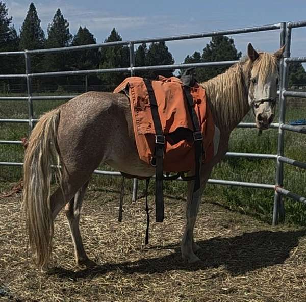 sabino-flaxen-manetail-horse