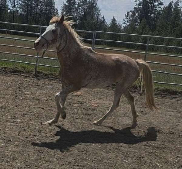 sabino-full-blaze-horse