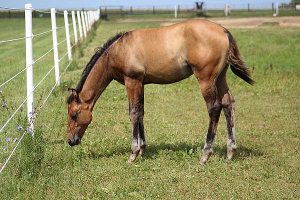 cow-horse-prospect-quarter