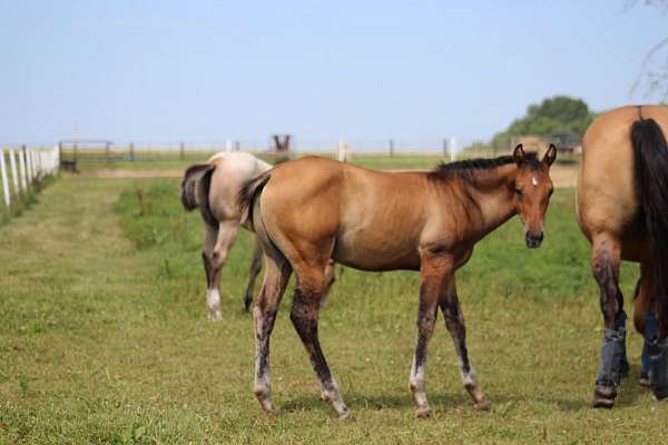 playgun-quarter-horse