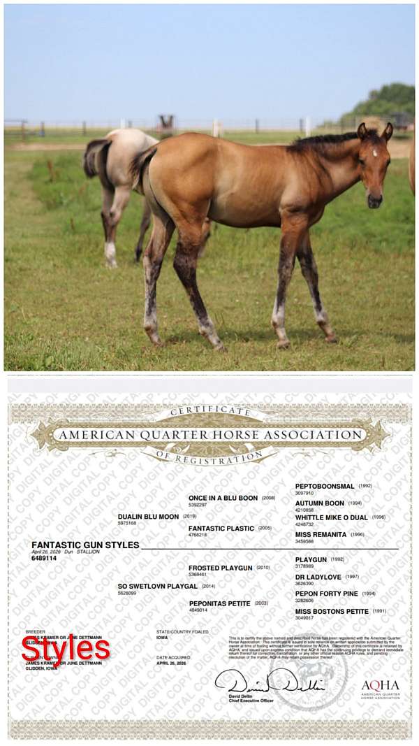 rope-prospect-quarter-horse
