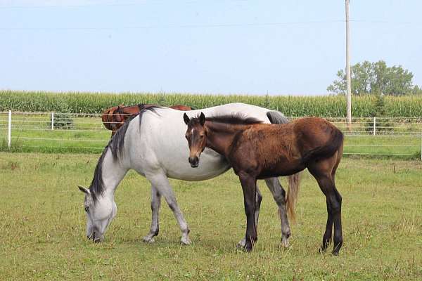 playgun-quarter-horse