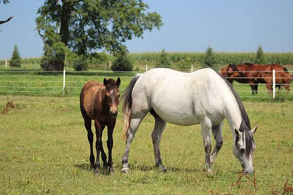 rope-prospect-quarter-horse
