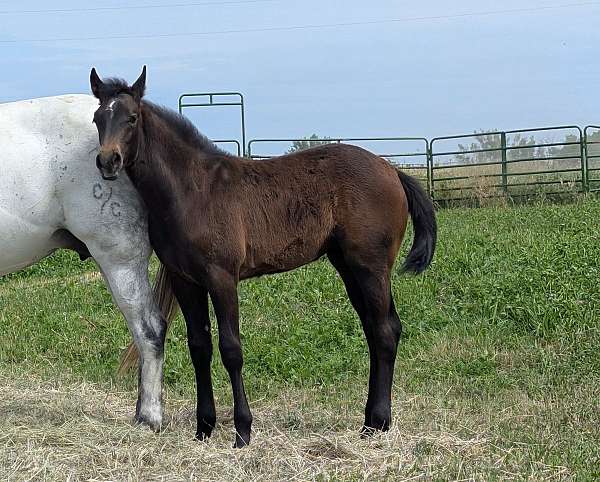 cow-horse-prospect-quarter