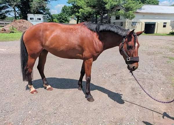 mustang-mare