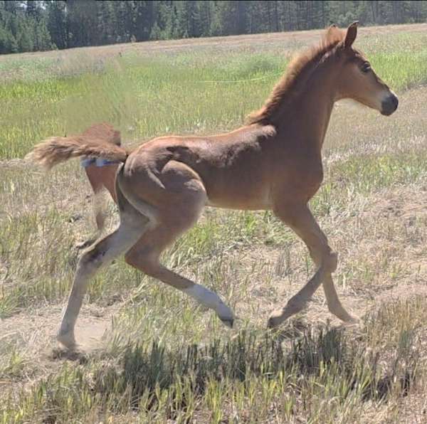 red-roan-roan-twhbea-horse