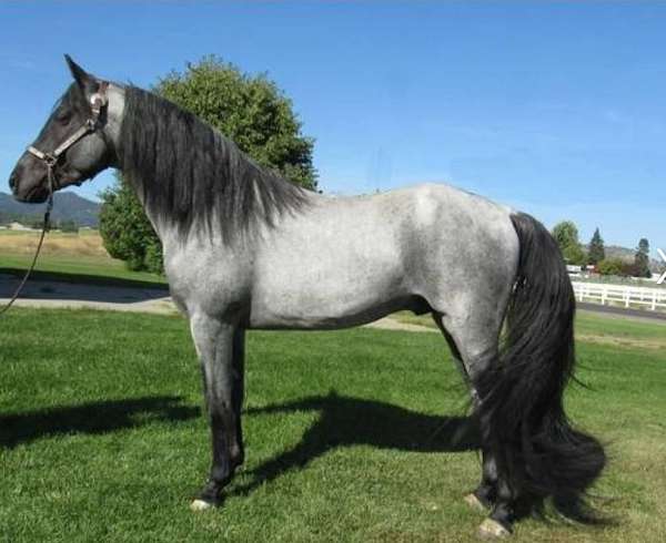 red-roan-tennessee-walking-colt