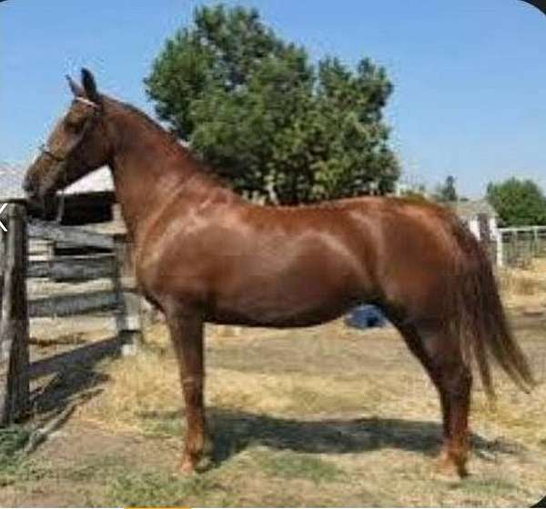 red-roan-colt-for-sale
