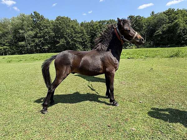 slbr-black-main-tail-horse