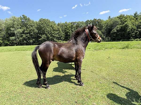 miniature-amh-miniature-horse