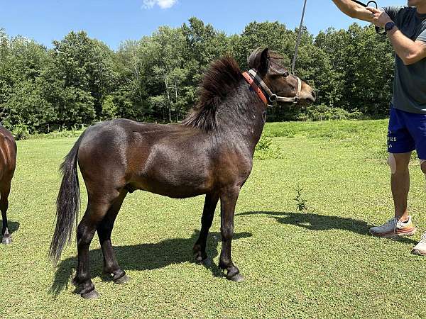 slbr-miniature-colt