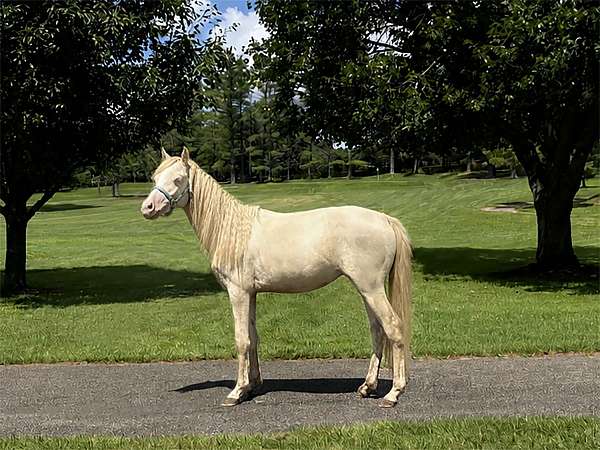 cremello-wpcsa-gelding