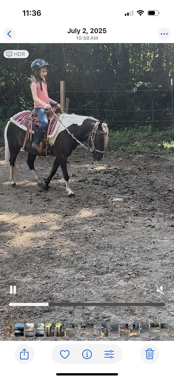 pony-gelding