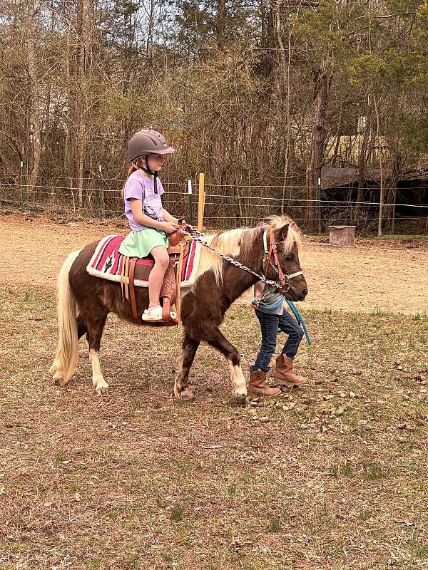 pony-for-sale