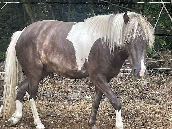 pony