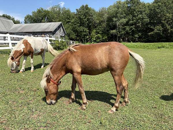 star-cremello-main-tail-horse