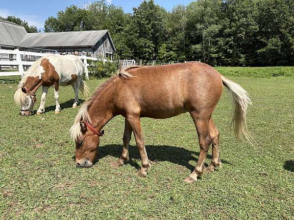 red-dun-star-cremello-main-tail-horse