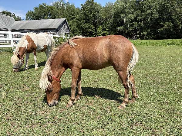 star-cremello-main-tail