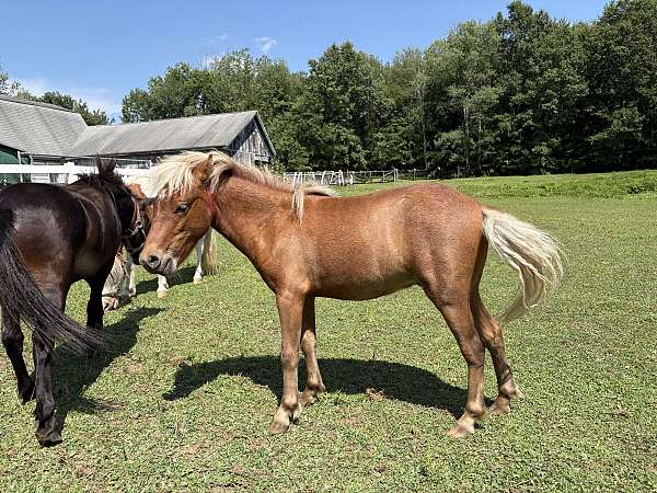 miniature-amh-horse