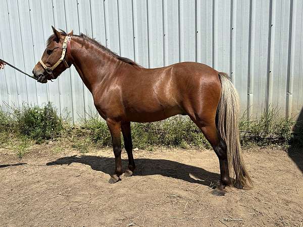 silb-flaxen-main-tail-horse