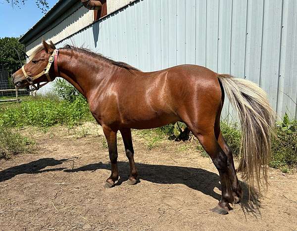 miniature-stallion-horse
