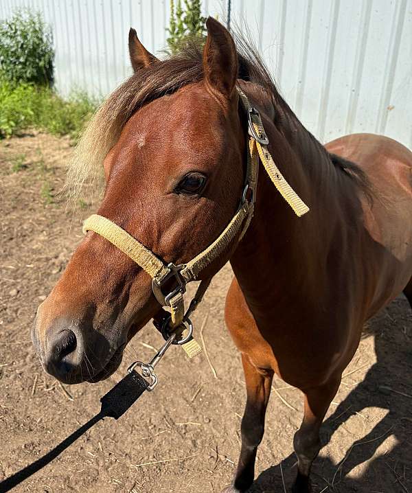 amh-miniature-horse