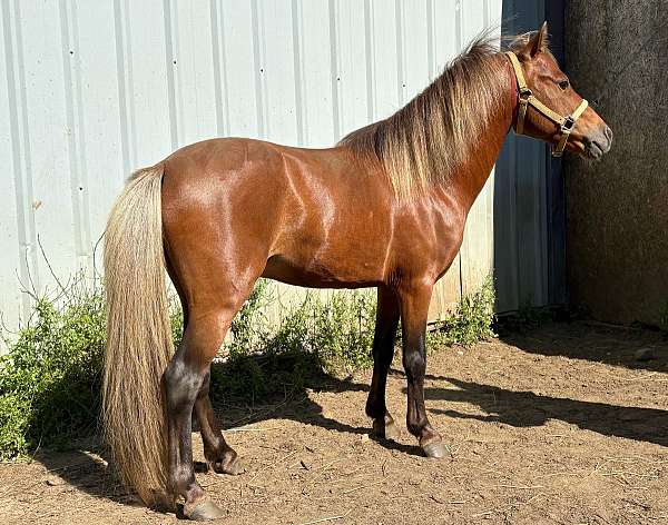 flaxen-main-tail