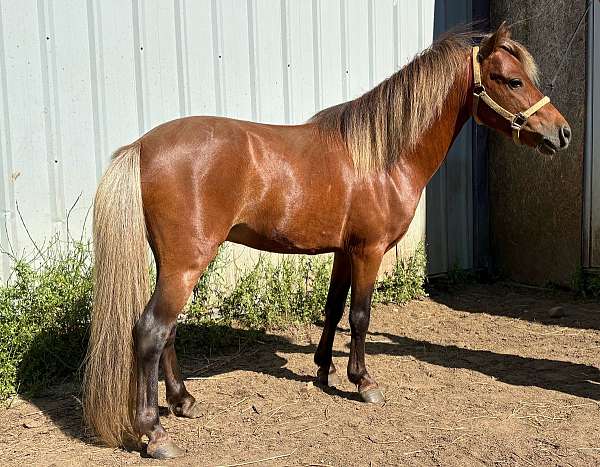 amh-horse