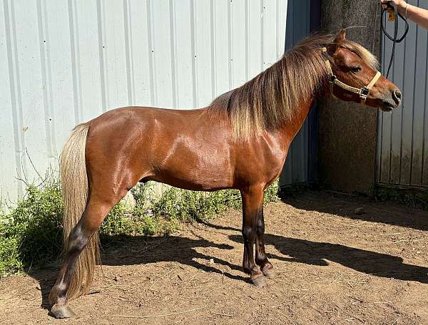 amh-stallion