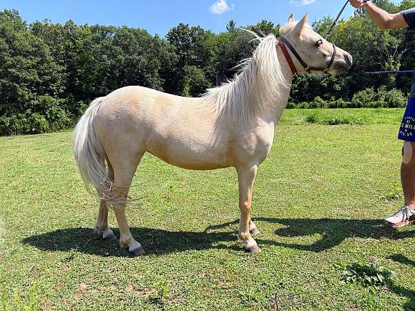 dunskin-white-main-tail-horse