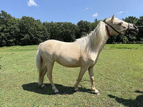 dunskin-amhr-mare