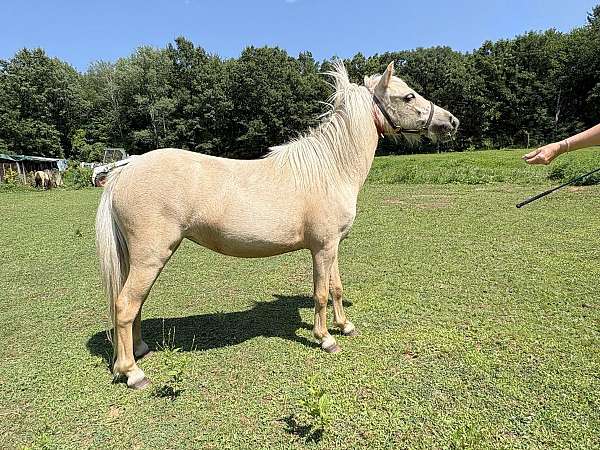 dunskin-amhr-horse