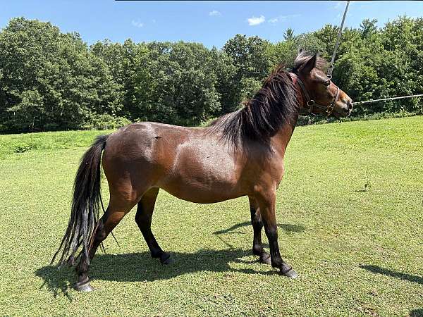 star-horse