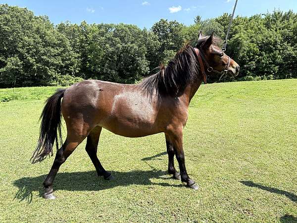 bay-star-horse