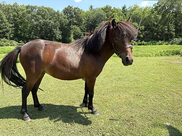 mini-miniature-horse