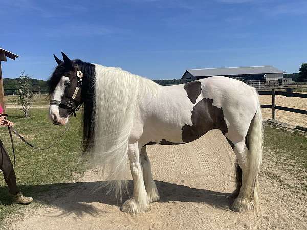 piebald-classical-horse