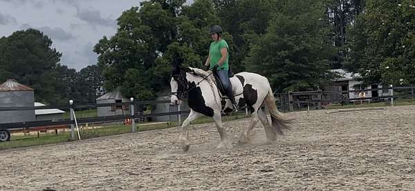 gypsy-vanner-horse-for-sale