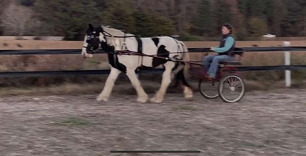 gypsy-vanner-horse