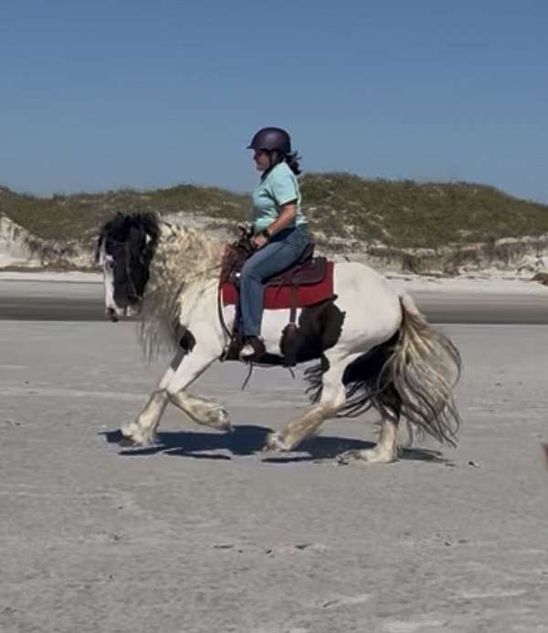 gypsy-vanner