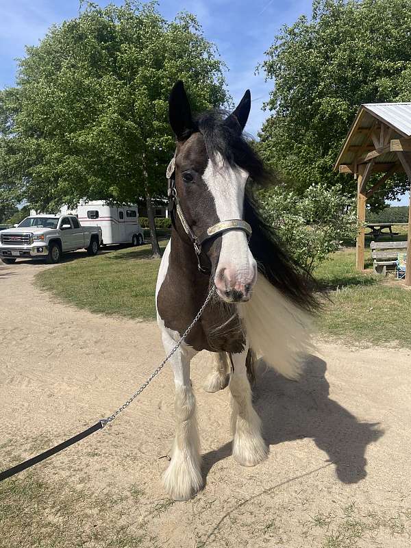 all-around-gypsy-vanner-horse