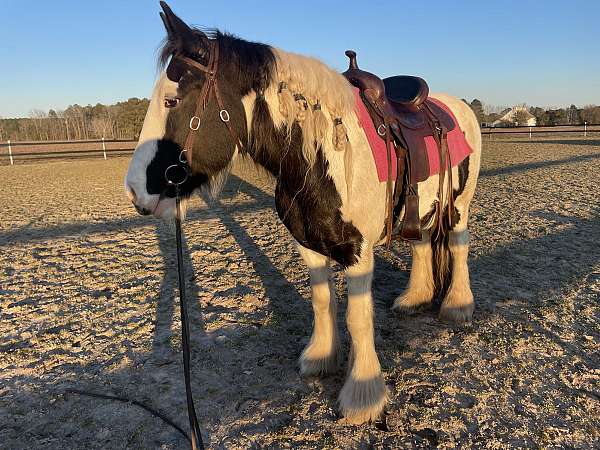 beginner-gypsy-vanner-horse