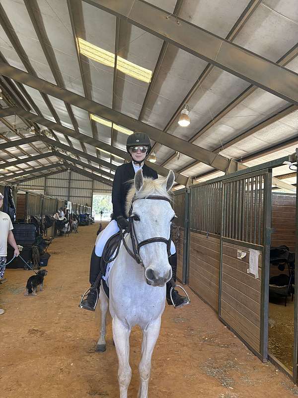 grey-star-pony