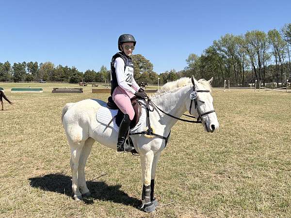 dressage-connemara-pony