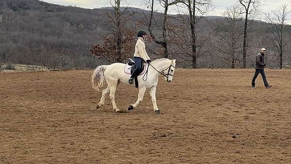 eventing-connemara-pony