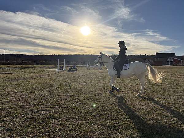 field-hunter-connemara-pony
