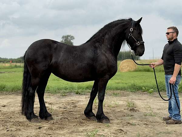 friesian-mare
