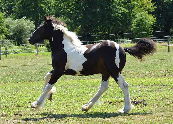 right-eye-brown-horse