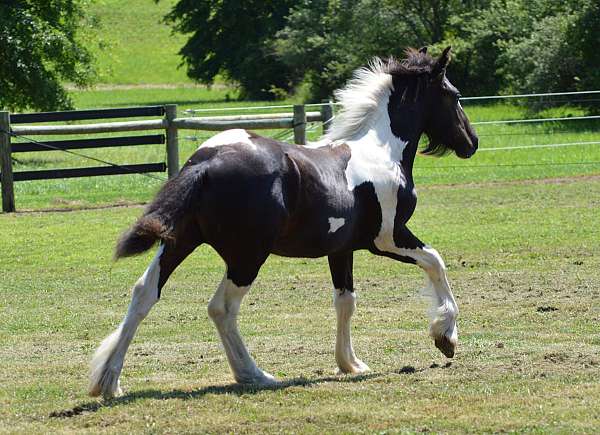 tobiano-right-eye-brown-horse